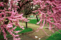 Fotografia de almendros. Una isla salvaje. Photo de Tatiana Donoso. Fuente Sudversa